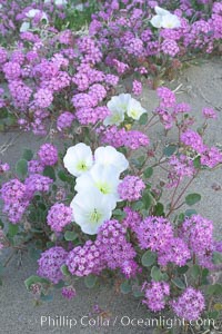 Image 20479, Dune primrose (white) and sand verbena (purple) bloom in spring in Anza Borrego Desert State Park, mixing in a rich display of desert color.  Anza Borrego Desert State Park. Anza-Borrego Desert State Park, Borrego Springs, California, USA, Abronia villosa, Oenothera deltoides, Phillip Colla, all rights reserved worldwide.   Keywords: abronia villosa:anza borrego:anza borrego desert state park:anza-borrego desert state park:california:desert:desert wildflower:dune evening primrose:dune primrose:landscape:nature:oenothera deltoides:outdoors:outside:plant:sand verbena:scene:scenic:state parks:usa:wildflower:primrose.