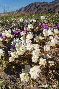 Dune primrose (white) and sand verbena (purple) bloom in spring in Anza Borrego Desert State Park, mixing in a rich display of desert color.  Anza Borrego Desert State Park, Abronia villosa, Oenothera deltoides, Anza-Borrego Desert State Park, Borrego Springs, California