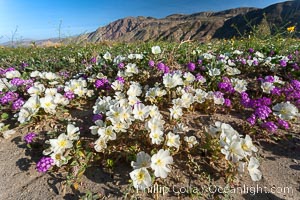 Dune primrose (white) and sand verbena (purple) bloom in spring in Anza Borrego Desert State Park, mixing in a rich display of desert color.  Anza Borrego Desert State Park, Abronia villosa, Oenothera deltoides, Anza-Borrego Desert State Park, Borrego Springs, California