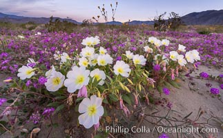 Dune primrose (white) and sand verbena (purple) bloom in spring in Anza Borrego Desert State Park, mixing in a rich display of desert color, Abronia villosa, Oenothera deltoides, Anza-Borrego Desert State Park, Borrego Springs, California