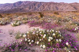 Dune primrose (white) and sand verbena (purple) bloom in spring in Anza Borrego Desert State Park, mixing in a rich display of desert color