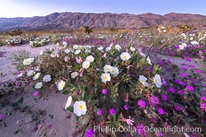 Dune primrose (white) and sand verbena (purple) bloom in spring in Anza Borrego Desert State Park, mixing in a rich display of desert color