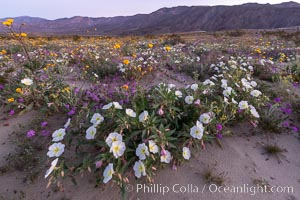 Dune primrose (white) and sand verbena (purple) bloom in spring in Anza Borrego Desert State Park, mixing in a rich display of desert color, Abronia villosa, Oenothera deltoides, Anza-Borrego Desert State Park, Borrego Springs, California