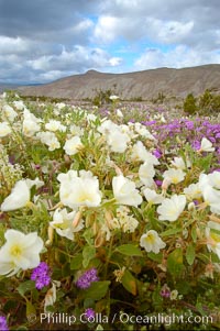 Dune primrose blooms in spring following winter rains.  Dune primrose is a common ephemeral wildflower on the Colorado Desert, growing on dunes.  Its blooms open in the evening and last through midmorning.  Anza Borrego Desert State Park, Oenothera deltoides, Anza-Borrego Desert State Park, Borrego Springs, California