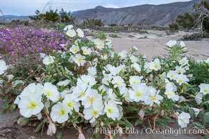 Dune primrose blooms in spring following winter rains.  Dune primrose is a common ephemeral wildflower on the Colorado Desert, growing on dunes.  Its blooms open in the evening and last through midmorning.  Anza Borrego Desert State Park, Oenothera deltoides, Anza-Borrego Desert State Park, Borrego Springs, California