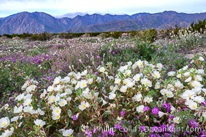 Dune primrose blooms in spring following winter rains.  Dune primrose is a common ephemeral wildflower on the Colorado Desert, growing on dunes.  Its blooms open in the evening and last through midmorning.  Anza Borrego Desert State Park, Oenothera deltoides, Anza-Borrego Desert State Park, Borrego Springs, California