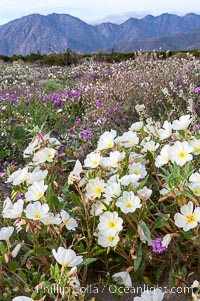 Dune primrose blooms in spring following winter rains.  Dune primrose is a common ephemeral wildflower on the Colorado Desert, growing on dunes.  Its blooms open in the evening and last through midmorning.  Anza Borrego Desert State Park, Oenothera deltoides, Anza-Borrego Desert State Park, Borrego Springs, California