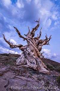 Evening light and clouds over ancient bristlecone pine trees, in the White Mountains at an elevation of 10,000' above sea level. These are some of the oldest trees in the world, some exceeding 4000 years in age, Pinus longaeva, Ancient Bristlecone Pine Forest, White Mountains, Inyo National Forest