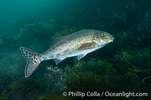 Dusky Morwong, Dactylophora nigricans, Kangaroo Island, South Australia, Dactylophora nigricans