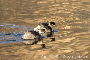 Eared Grebes on Lake Hodges, immature / non-mating pair, San Diego