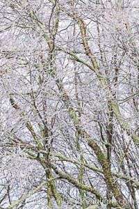 Early Snow and Late Blue Ridge Parkway Fall Colors, Asheville, North Carolina. USA, natural history stock photograph, photo id 34645