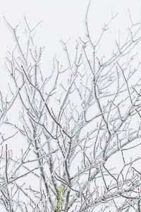 Early Snow and Late Blue Ridge Parkway Fall Colors, Asheville, North Carolina