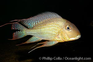 Image 09820, Earth-eating cichlid, native to South American rivers., Geophagus altifrons, Phillip Colla, all rights reserved worldwide. Keywords: animal, cichlid, creature, earth-eater cichlid, earth-eating cichlid, fish, freshwater fish, geophagus altifrons, marine, nature, ocean, sea, south america, teleost fish, underwater, wildlife.
