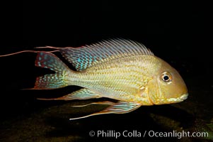 Earth-eating cichlid, native to South American rivers., Geophagus altifrons, natural history stock photograph, photo id 09821