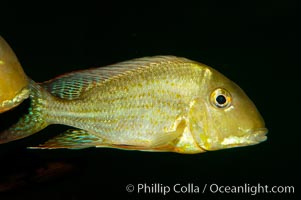 Earth-eating cichlid, native to South American rivers., Geophagus altifrons, natural history stock photograph, photo id 09822