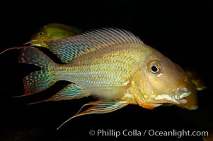 Earth-eating cichlid, native to South American rivers., Geophagus altifrons, natural history stock photograph, photo id 09823