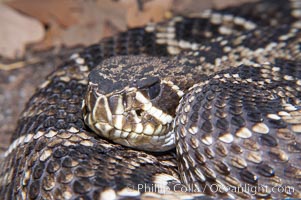 Eastern diamondback rattlesnake, Crotalus adamanteus