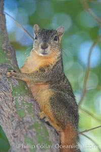 Eastern fox squirrel.  The eastern fox squirrel historically occur in the  eastern and central portions of North America, but have been introduced in the 1900's to urban areas in the western United States.  They are the largest of the North American squirrels, reaching 29 inches in length and up to 3 pounds.  They are generalist feeders with a diet that varies according to their habitat, including nuts, seed, bird eggs and chicks, frogs, flowers and agricultural crops, Sciurus niger, Los Angeles, California