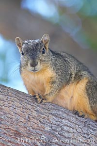 Eastern fox squirrel.  The eastern fox squirrel historically occur in the  eastern and central portions of North America, but have been introduced in the 1900's to urban areas in the western United States.  They are the largest of the North American squirrels, reaching 29 inches in length and up to 3 pounds.  They are generalist feeders with a diet that varies according to their habitat, including nuts, seed, bird eggs and chicks, frogs, flowers and agricultural crops, Sciurus niger, Los Angeles, California
