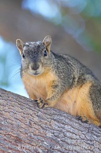 Eastern fox squirrel.  The eastern fox squirrel historically occur in the  eastern and central portions of North America, but have been introduced in the 1900's to urban areas in the western United States.  They are the largest of the North American squirrels, reaching 29 inches in length and up to 3 pounds.  They are generalist feeders with a diet that varies according to their habitat, including nuts, seed, bird eggs and chicks, frogs, flowers and agricultural crops, Sciurus niger, Los Angeles, California