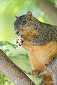 Eastern fox squirrel.  The eastern fox squirrel historically occur in the  eastern and central portions of North America, but have been introduced in the 1900's to urban areas in the western United States.  They are the largest of the North American squirrels, reaching 29 inches in length and up to 3 pounds.  They are generalist feeders with a diet that varies according to their habitat, including nuts, seed, bird eggs and chicks, frogs, flowers and agricultural crops, Sciurus niger, Los Angeles, California