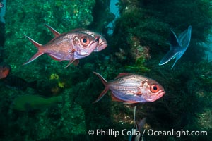 Eastern Nannygair or Red Snapper, Centroberyx affinis, on the wreck of the Portland Maru, Kangaroo Island, South Australia, Centroberyx affinis, Wreck of the Portland Maru