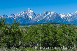 Aspens in summer below the Teton Range, Populus tremuloides, Grand Teton National Park, Wyoming