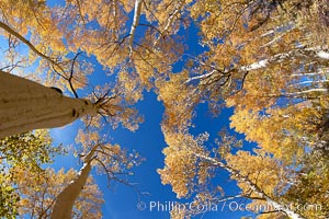 Quaking aspens turn yellow and orange as Autumn comes to the Eastern Sierra mountains, Bishop Creek Canyon, Populus tremuloides, Bishop Creek Canyon, Sierra Nevada Mountains