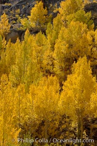 Aspen trees turn yellow and orange in early October, South Fork of Bishop Creek Canyon, Populus tremuloides, Bishop Creek Canyon, Sierra Nevada Mountains