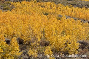 Aspen trees turn yellow and orange in early October, South Fork of Bishop Creek Canyon, Populus tremuloides, Bishop Creek Canyon, Sierra Nevada Mountains