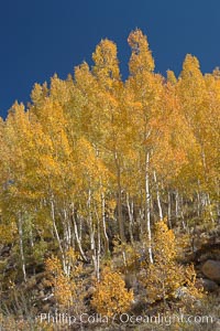 Aspen trees turn yellow and orange in early October, South Fork of Bishop Creek Canyon, Populus tremuloides, Bishop Creek Canyon, Sierra Nevada Mountains