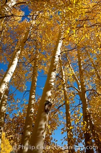 Aspen trees turn yellow and orange in early October, South Fork of Bishop Creek Canyon, Populus tremuloides, Bishop Creek Canyon, Sierra Nevada Mountains