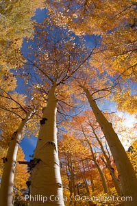 Quaking aspens turn yellow and orange as Autumn comes to the Eastern Sierra mountains, Bishop Creek Canyon, Populus tremuloides, Bishop Creek Canyon, Sierra Nevada Mountains