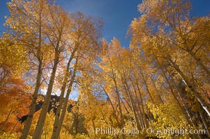 Quaking aspens turn yellow and orange as Autumn comes to the Eastern Sierra mountains, Bishop Creek Canyon, Populus tremuloides, Bishop Creek Canyon, Sierra Nevada Mountains