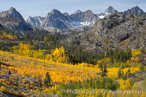 Aspen trees cover Bishop Creek Canyon above Aspendel, Populus tremuloides, Bishop Creek Canyon, Sierra Nevada Mountains