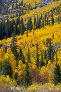 Aspen trees turn yellow and orange in early October, South Fork of Bishop Creek Canyon, Populus tremuloides, Bishop Creek Canyon, Sierra Nevada Mountains