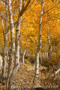 Aspen trees turn yellow and orange in early October, South Fork of Bishop Creek Canyon, Populus tremuloides, Bishop Creek Canyon, Sierra Nevada Mountains