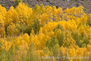 Aspen trees turn yellow and orange in early October, South Fork of Bishop Creek Canyon, Populus tremuloides, Bishop Creek Canyon, Sierra Nevada Mountains