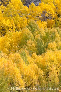 Aspen trees turn yellow and orange in early October, South Fork of Bishop Creek Canyon, Populus tremuloides, Bishop Creek Canyon, Sierra Nevada Mountains