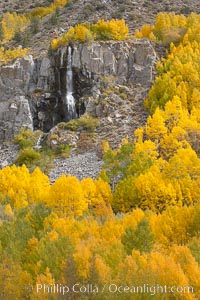 Aspen trees turn yellow and orange in early October, South Fork of Bishop Creek Canyon, Populus tremuloides, Bishop Creek Canyon, Sierra Nevada Mountains