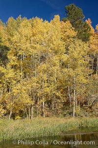 Quaking aspens turn yellow and orange as Autumn comes to the Eastern Sierra mountains, Bishop Creek Canyon, Populus tremuloides, Bishop Creek Canyon, Sierra Nevada Mountains