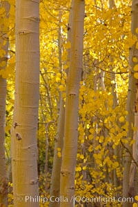 Quaking aspens turn yellow and orange as Autumn comes to the Eastern Sierra mountains, Bishop Creek Canyon, Populus tremuloides, Bishop Creek Canyon, Sierra Nevada Mountains