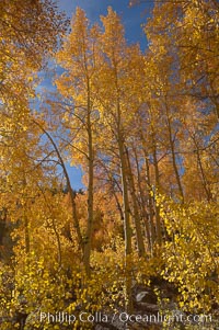 Quaking aspens turn yellow and orange as Autumn comes to the Eastern Sierra mountains, Bishop Creek Canyon, Populus tremuloides, Bishop Creek Canyon, Sierra Nevada Mountains