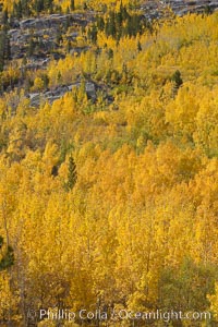 Aspen trees turn yellow and orange in early October, South Fork of Bishop Creek Canyon, Populus tremuloides, Bishop Creek Canyon, Sierra Nevada Mountains