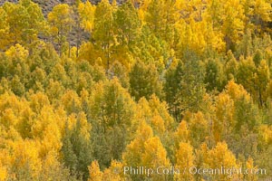 Aspen trees turn yellow and orange in early October, South Fork of Bishop Creek Canyon, Populus tremuloides, Bishop Creek Canyon, Sierra Nevada Mountains