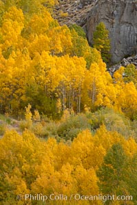 Aspen trees turn yellow and orange in early October, South Fork of Bishop Creek Canyon, Populus tremuloides, Bishop Creek Canyon, Sierra Nevada Mountains