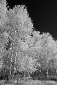 Aspen trees in fall, eastern Sierra fall colors, autumn, Populus tremuloides, Bishop Creek Canyon, Sierra Nevada Mountains