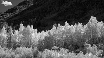 Aspen trees in fall, eastern Sierra fall colors, autumn, Populus tremuloides, Bishop Creek Canyon, Sierra Nevada Mountains