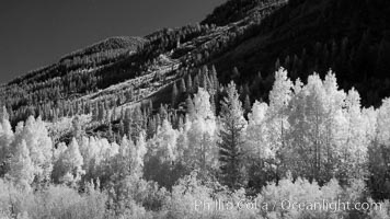 Aspen trees in fall, eastern Sierra fall colors, autumn.