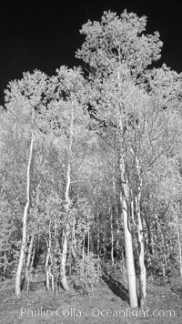 Aspen trees in fall, eastern Sierra fall colors, autumn, Populus tremuloides, Bishop Creek Canyon, Sierra Nevada Mountains